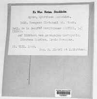 Uromyces klebahnii image
